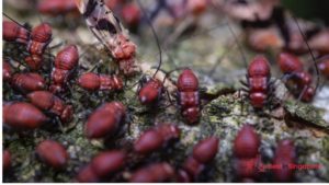 Termites