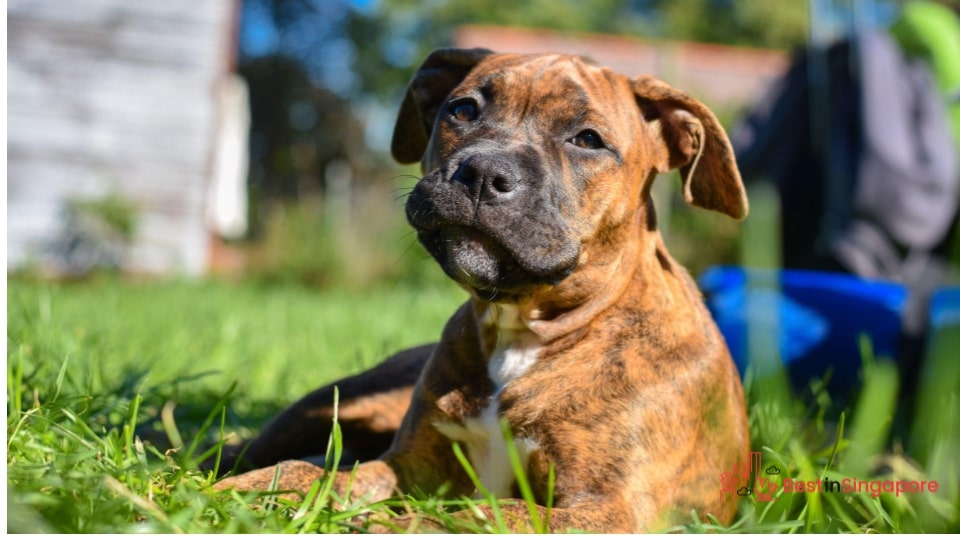 Think about “puppy spot” wear and tear