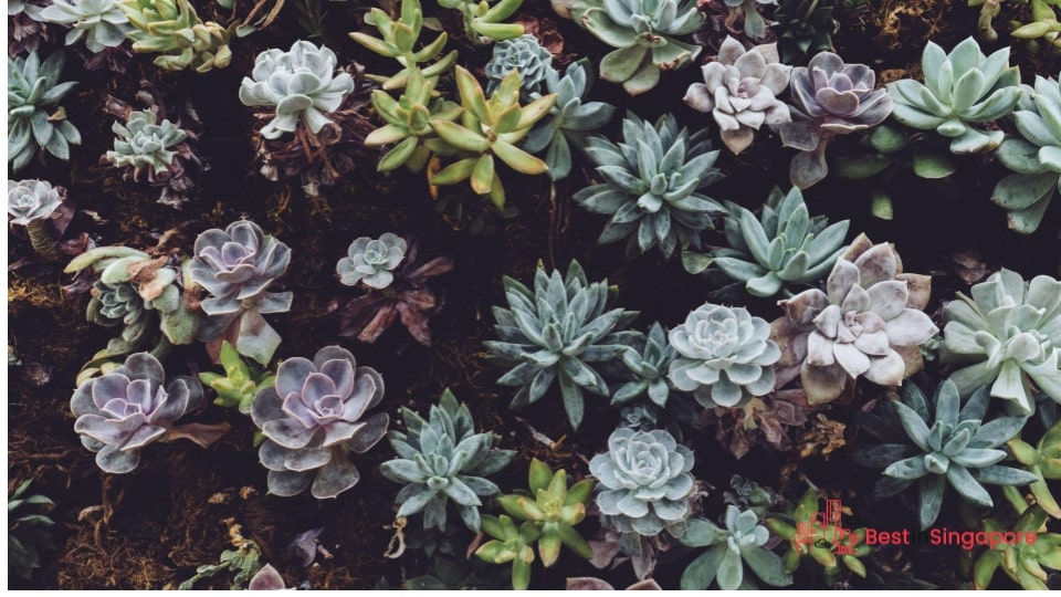What are succulent plants