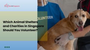 Which Singapore Animal Shelters Should You Volunteer For