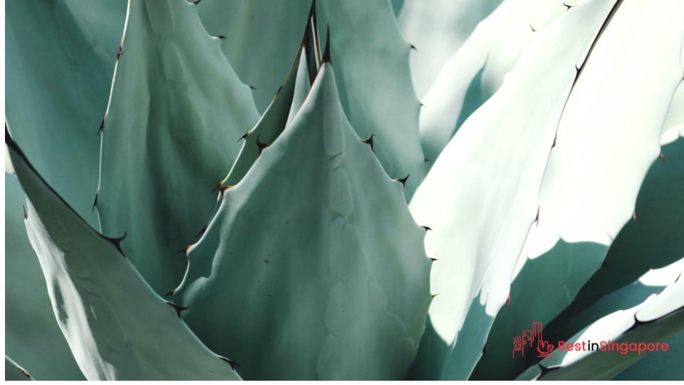 Which succulents should I keep away from my dogs