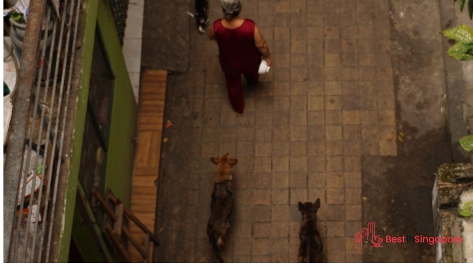 You may or may not be allowed a pet in an apartment