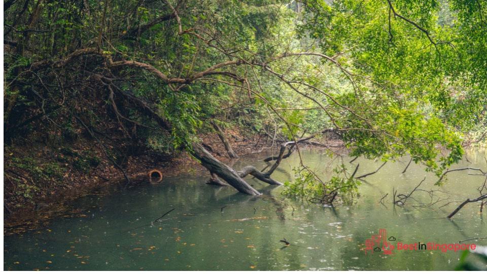 A Former Water Source for the Tanjong Pagar Dockyard