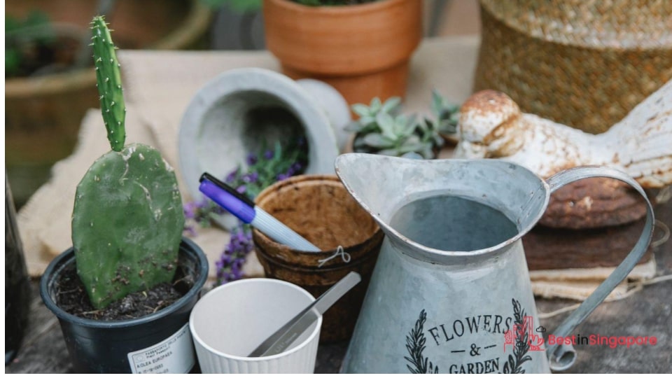Choose easy-maintenance plants