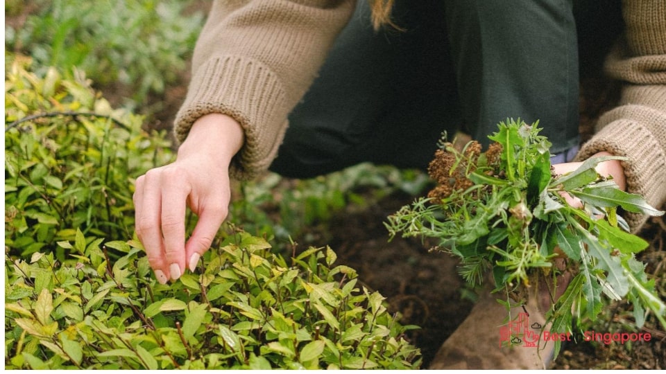 Design a simple garden