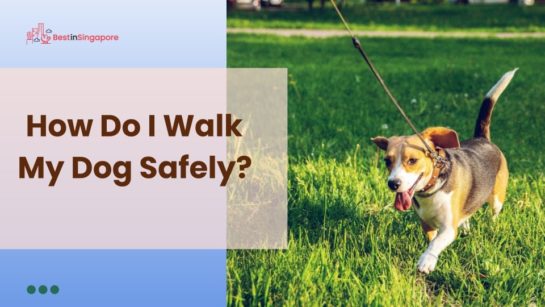 How do I walk my dog safely? [2026 ]