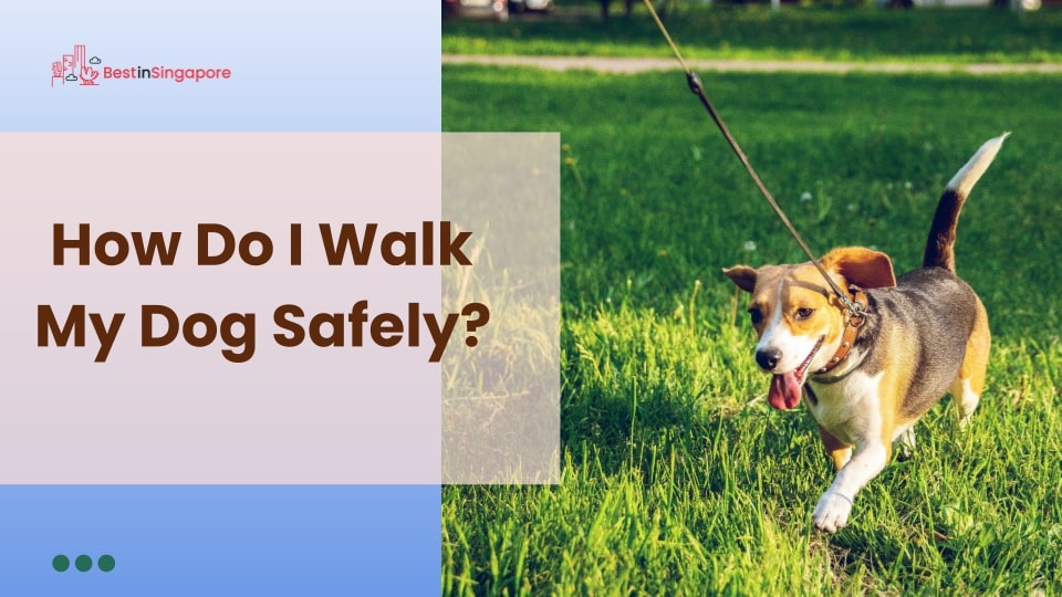 How do I walk my dog safely