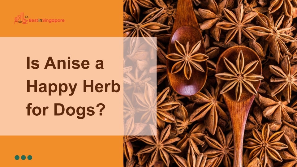 Is anise a happy herb for dogs