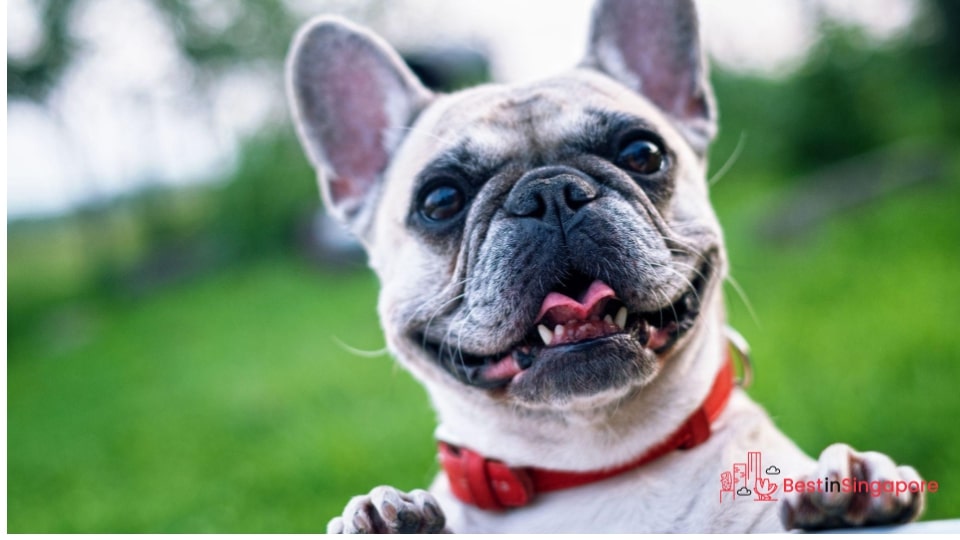 It can stimulate and motivate dogs