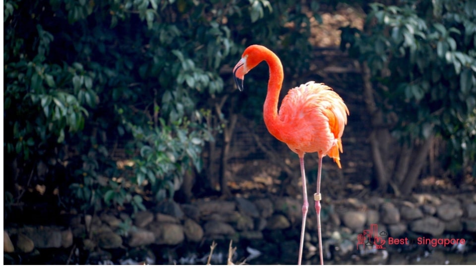 Jurong Bird Park