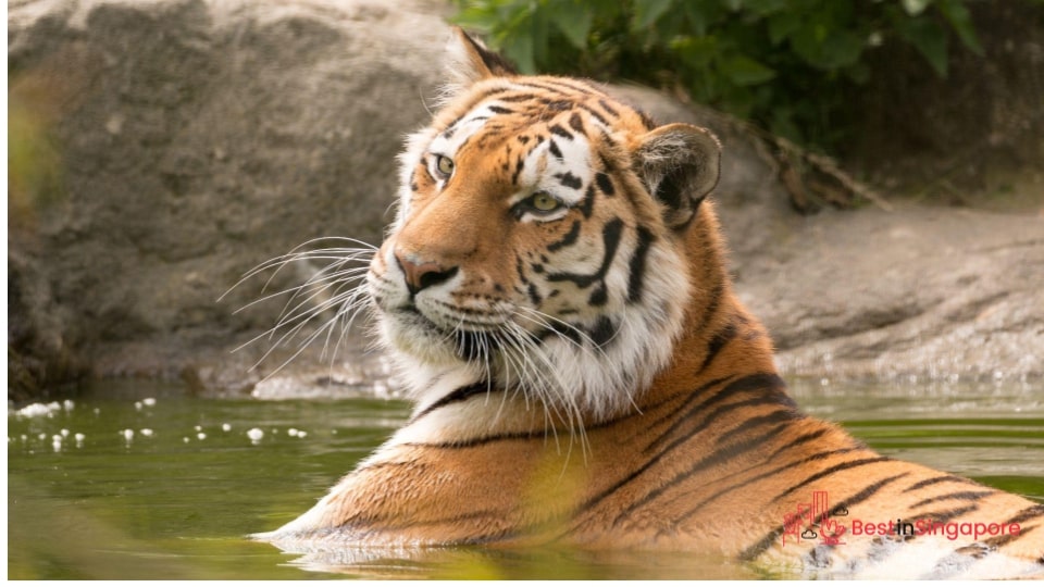 River Safari