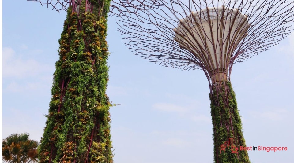 Singapore Town
