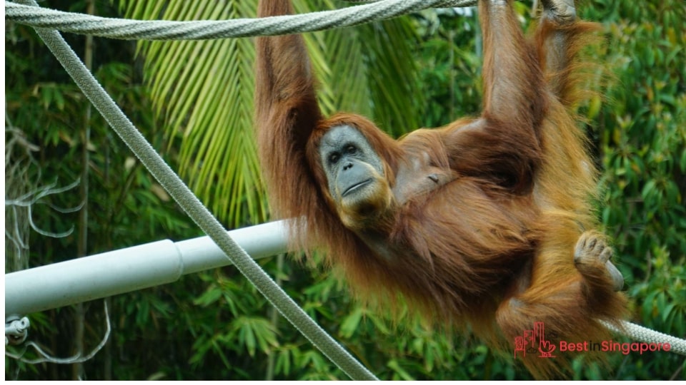 Singapore Zoo