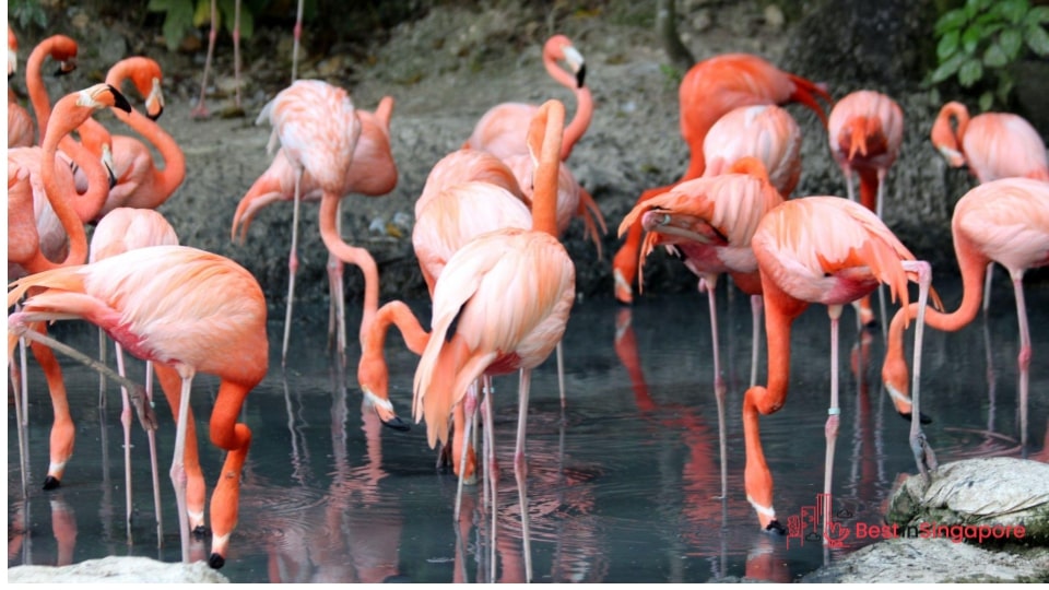 The animals’ locations are arranged geographically