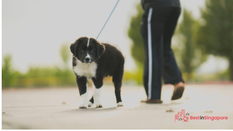 Train your dog first