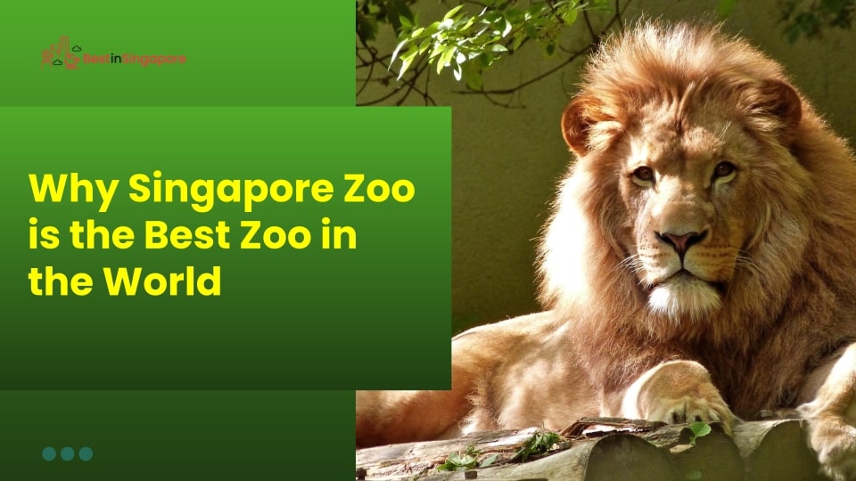 Why Singapore Zoo Is the Best Zoo in the World
