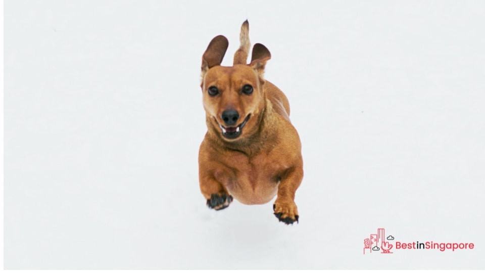 You can garnish your dog’s food with anise