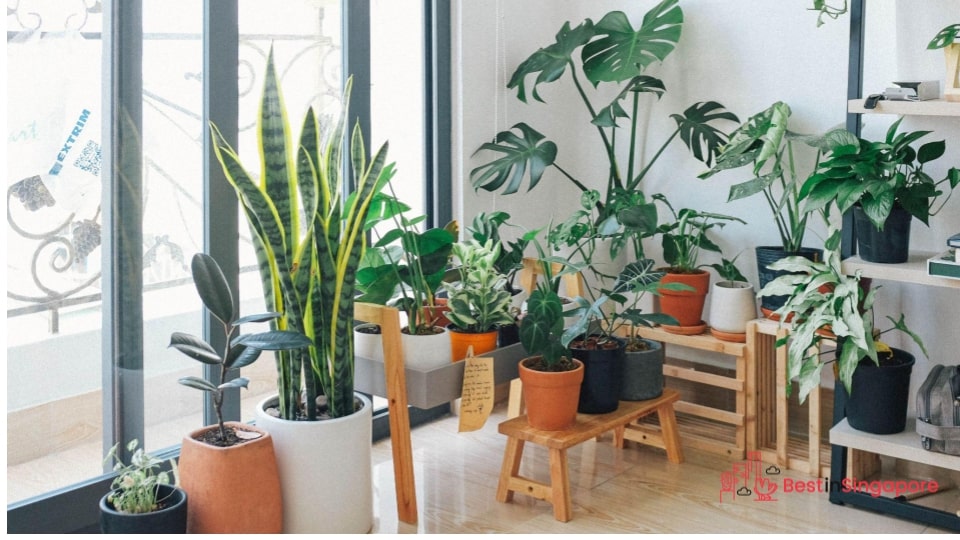 Maintain indoor plants