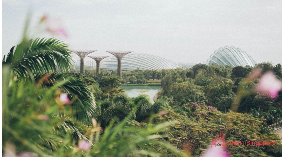 Permanently If You Fall in Love with Singapore