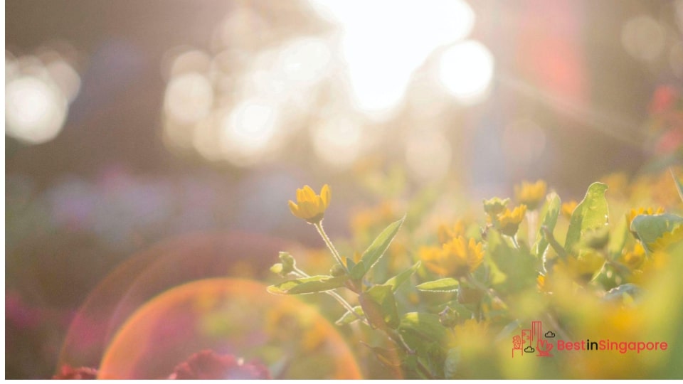 There are around 2,000 hours of sunshine per year