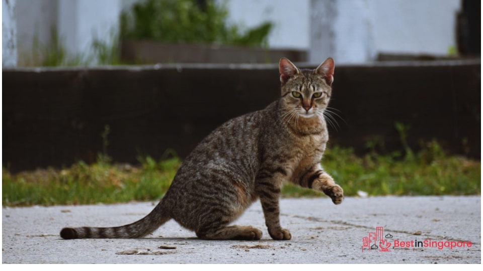 Can I adopt a stray cat in Singapore
