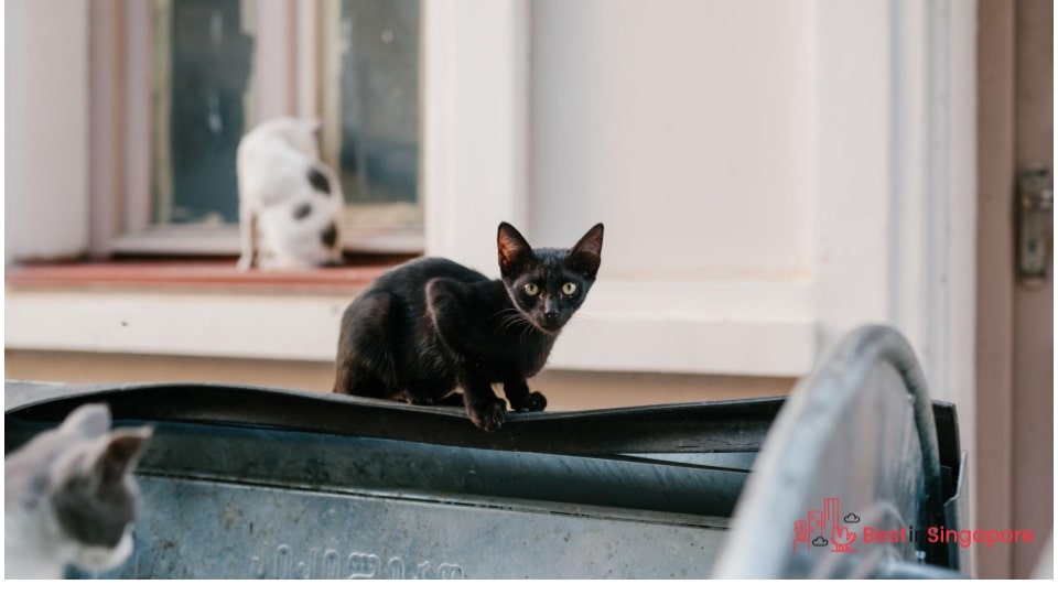 Cat Welfare Society (CWS)