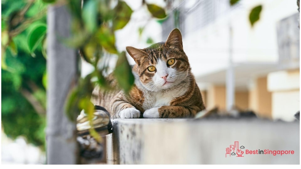 Society for Prevention of Cruelty to Animals Singapore (SPCA)