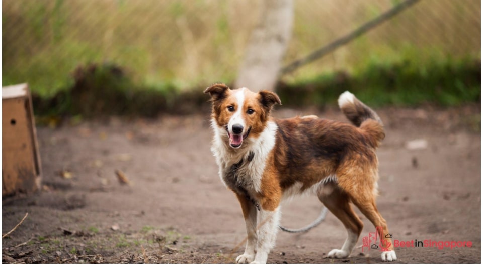 Volunteer in an animal shelter