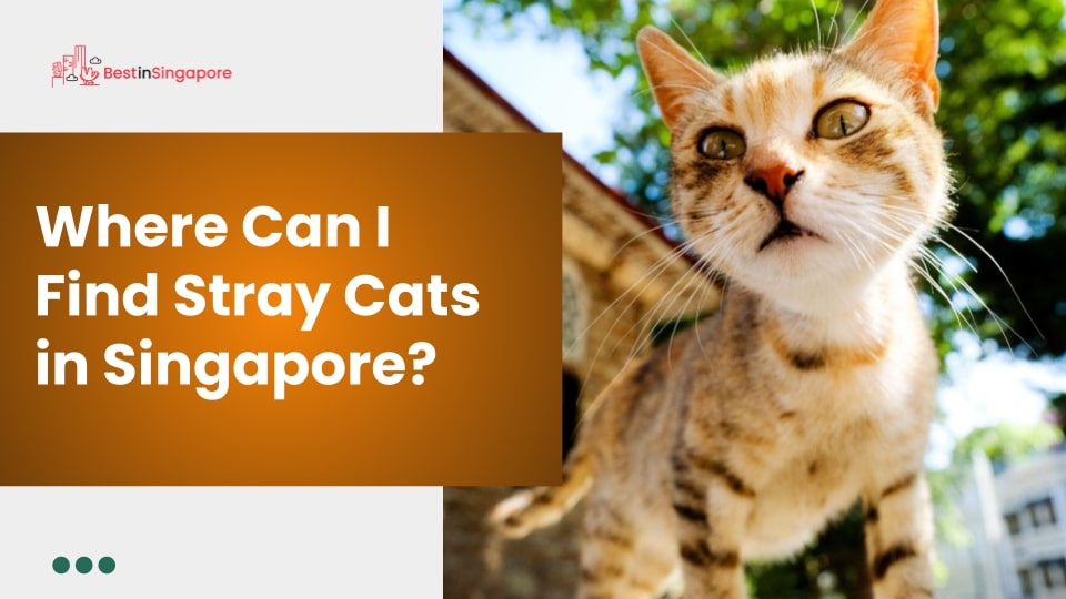 Where can I find stray cats in Singapore