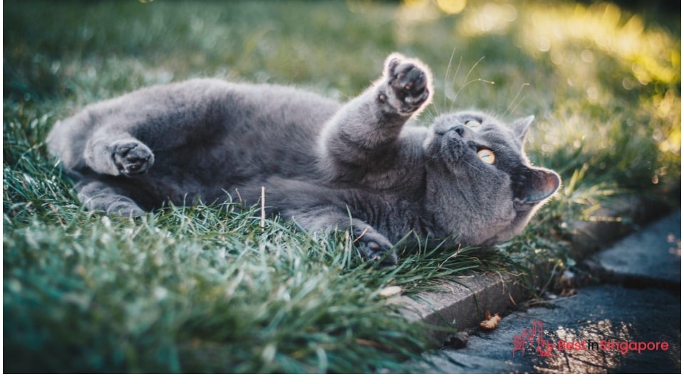Where can I take my cat for fun and playtime