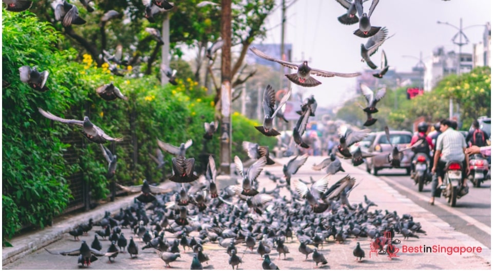 Weirdest Laws Surrounding Animals and Produce