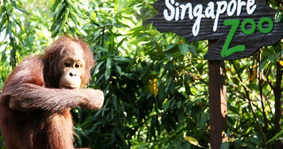 How much is the ticket for Singapore Zoo
