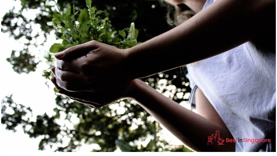 November 7 is National Tree-Planting Day