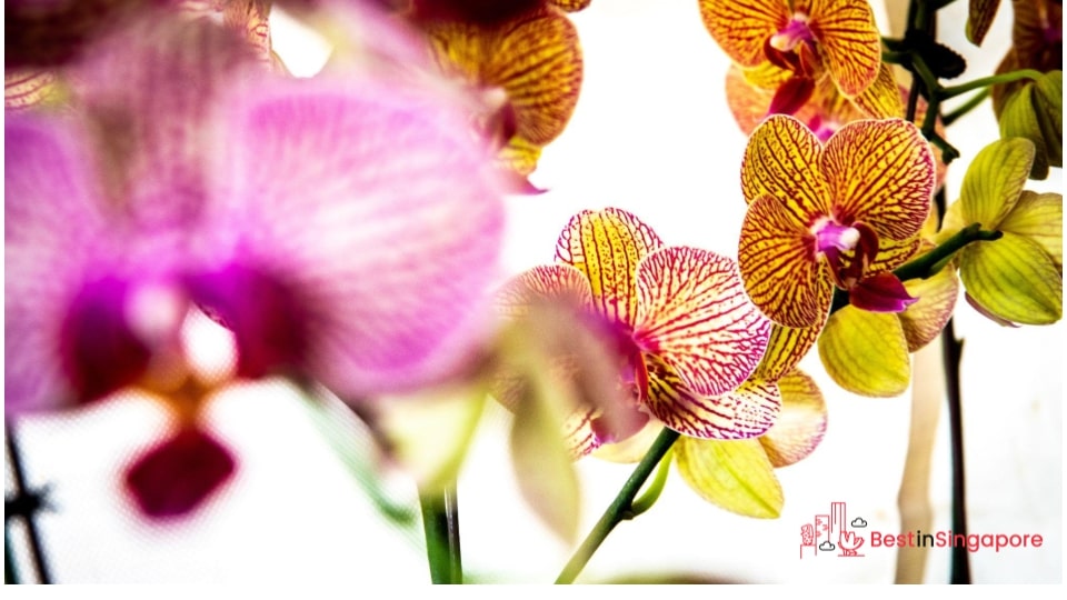 Singapore Botanic Gardens