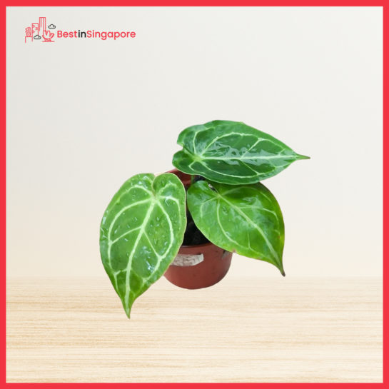 Anthurium Forgetii
