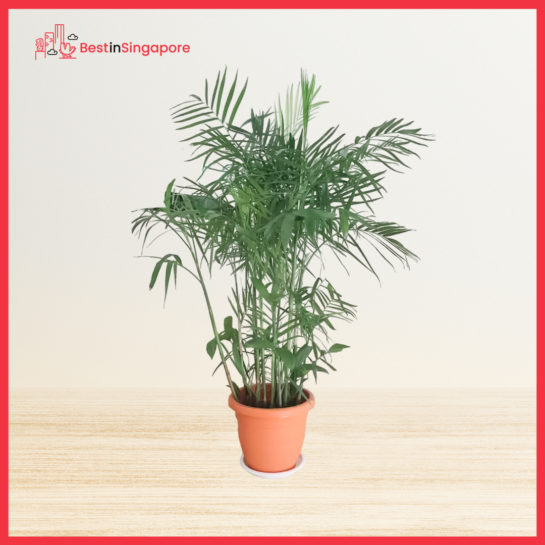 Bamboo Palm