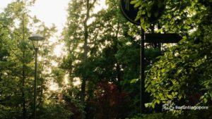 Green Landscapes
