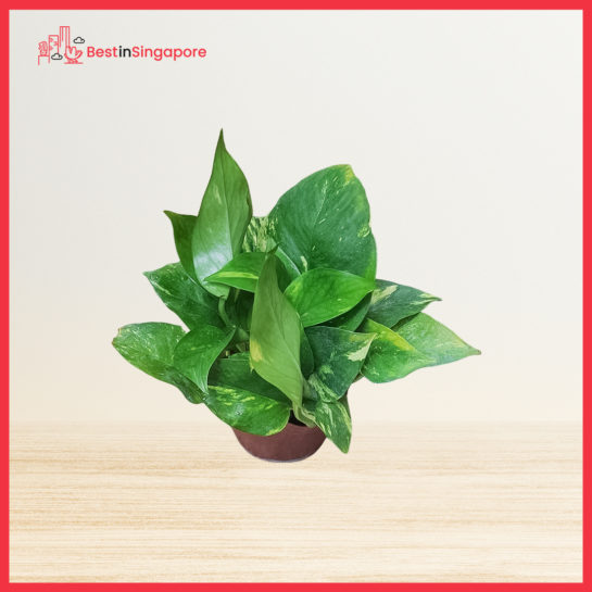 Money Plant