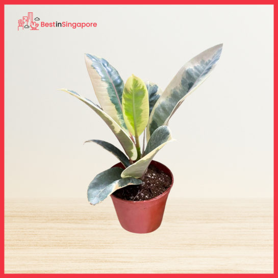 Rubber Plant