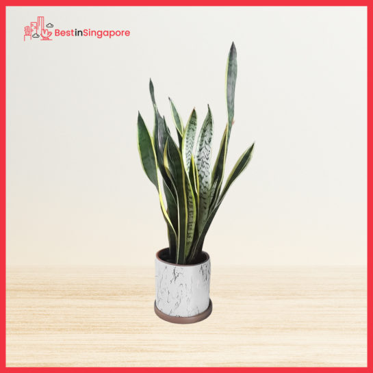 Snake Plant