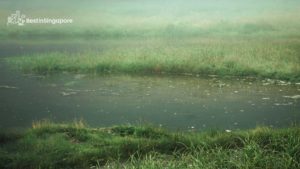 Alstonia Island and Freshwater Swamp Forest