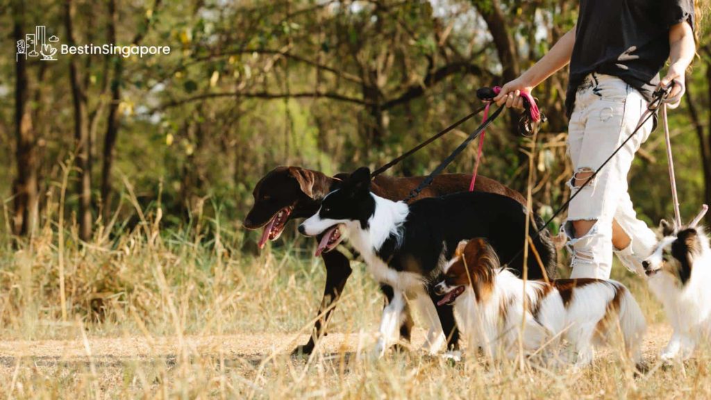 Are pets allowed in West Coast Park