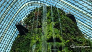 Cloud Forest