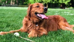 Dog Run