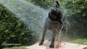 Dog Wash