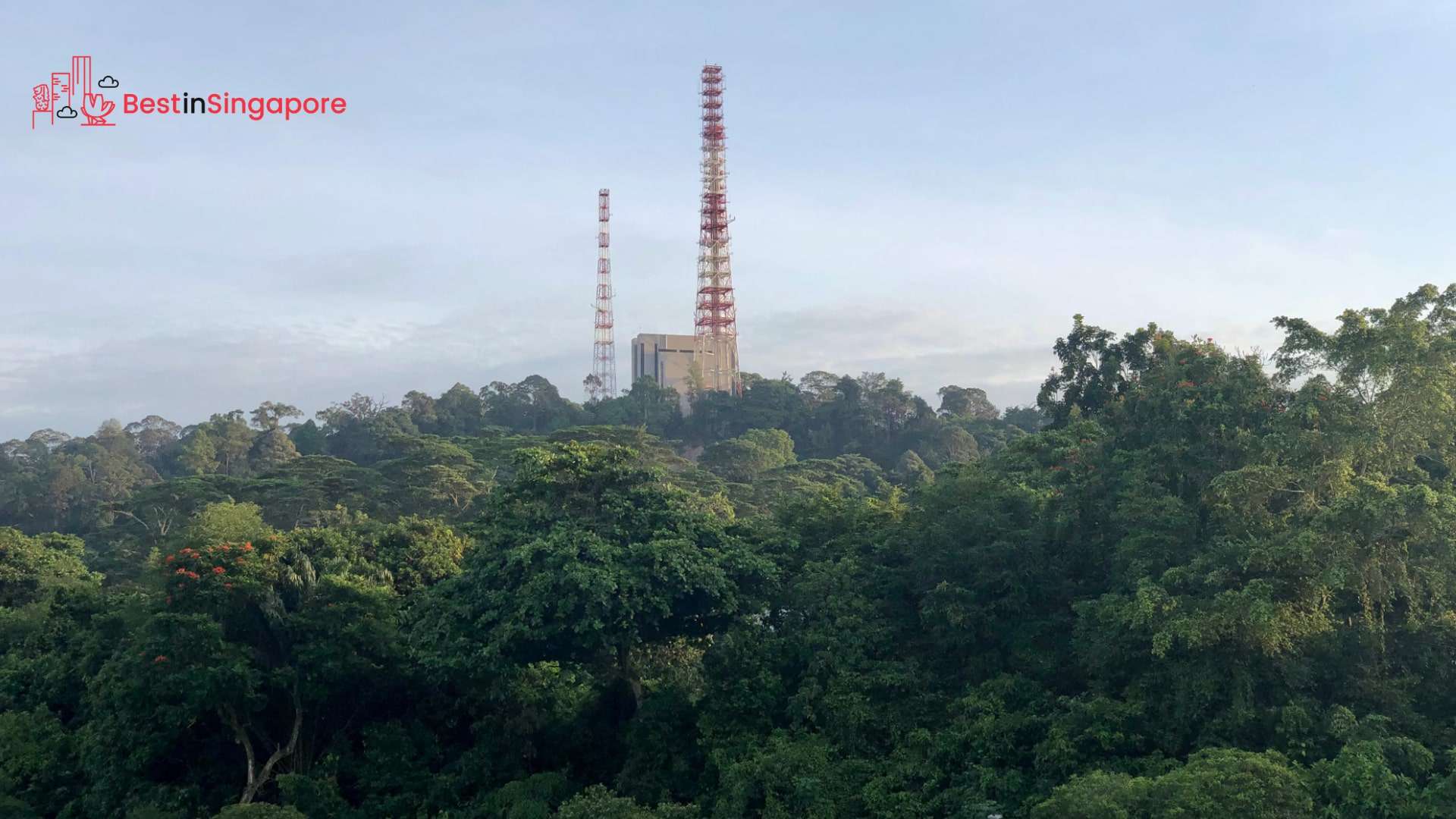 Everything You Need to Know about Bukit Timah Nature Reserve