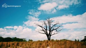 Grasslands
