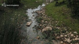 Neram Streams