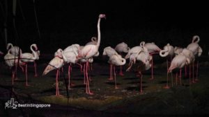 Ride a tram in the Night Safari