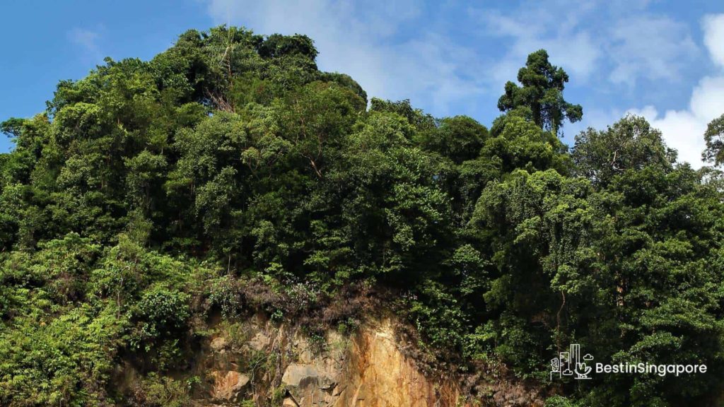 The Basics of Bukit Timah Nature Reserve